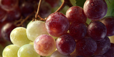 Gros plan sur une grappe de raisins blancs et rouges, éclairés par une lumière chaude, évoquant la vigne et la production de vin.